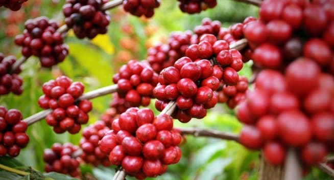 arabica vs robusta coffee beans