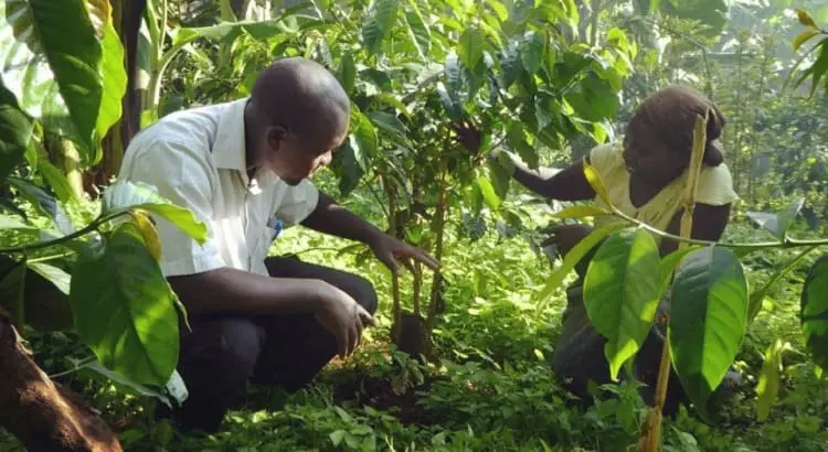 How Coffee Is Grown